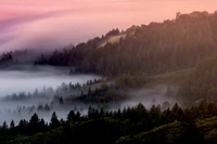 Téléchargez des Fonds d'Écran de Forêts Brumeuses en 4K & 5K