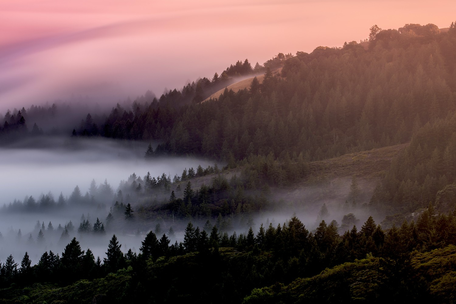 Download Breathtaking Foggy Forest Wallpapers in 4K & 5K