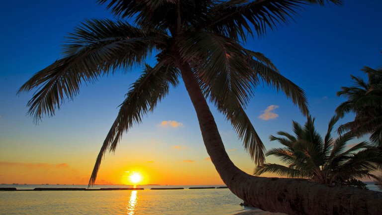 Téléchargez notre Éblouissant Fond d'Écran de Coucher de Soleil avec Palmiers