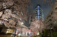 Explora la belleza de los cerezos en flor por la noche en Roppongi