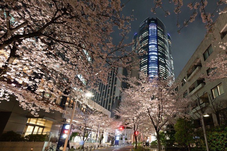 Explore the Beauty of Cherry Blossoms at Night in Roppongi