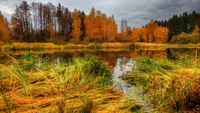 Explora la Belleza del Otoño: Fondo de Reflejo Natural