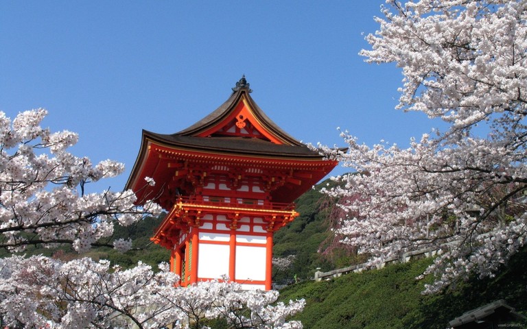 Download This Beautiful Kyoto Cherry Blossom Wallpaper