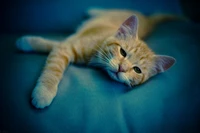 Cute Kitten Relaxing on a Sofa