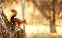 Hermoso fondo de pantalla de ardilla para amantes de la naturaleza