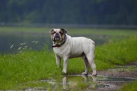 Impresionante Pared de Bulldog Antiguo para Amantes de los Perros