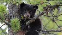 Découvrez la Cuteness des Ours Noirs Américains dans la Nature