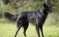 Explore the Majestic Belgian Shepherd Tervuren