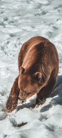 Descarga Impresionante Fondo de Pantalla de Oso Marrón