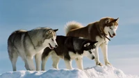 Explora Nuestra Colección de Fondos de Pantalla de Huskies Siberianos