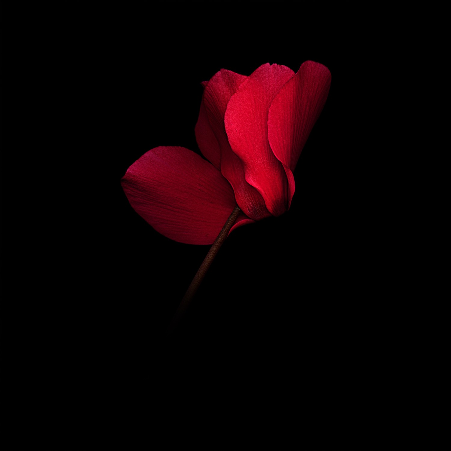 Download Stunning Red Flower Wallpaper