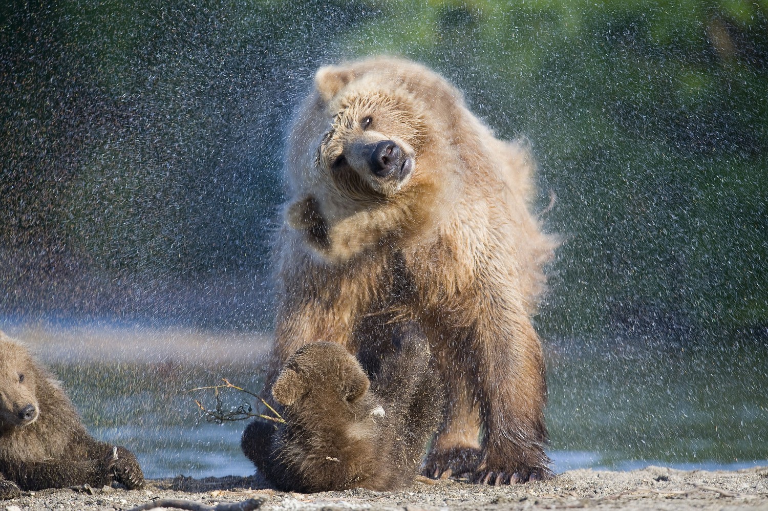 Téléchargez le Superbe Fond d'Écran Ours Grizzly