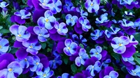 Pansies en plena floración - Fondo de pantalla en 4K