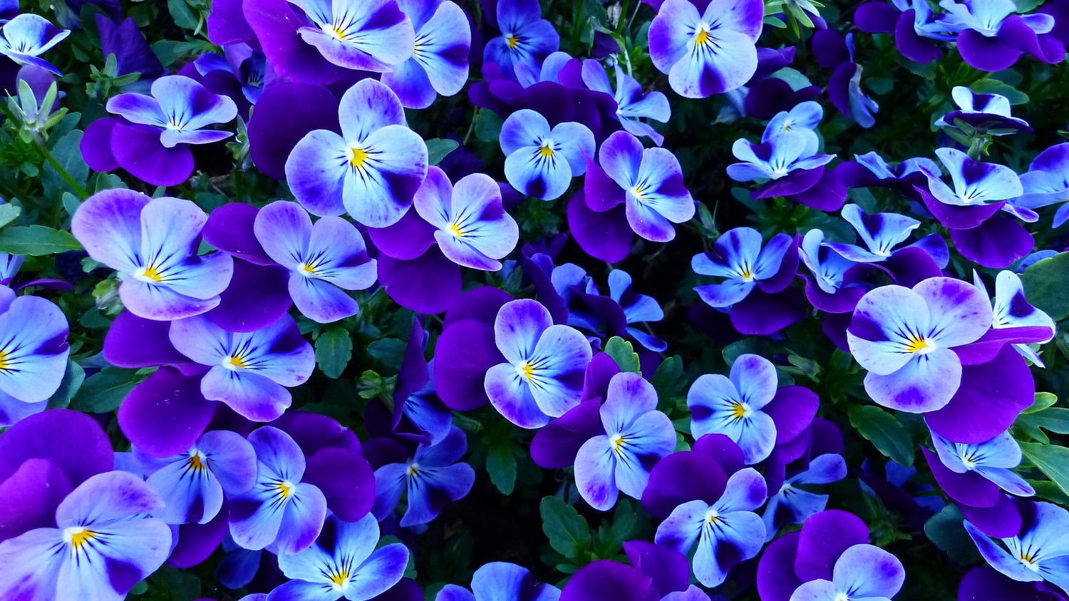 Beautiful Pansies in Full Bloom - 4K Wallpaper