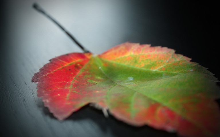 Autumn Leaf Wallpaper for Mobile and Desktop