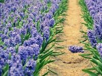 Beautiful Lavender Hyacinth Field Wallpaper