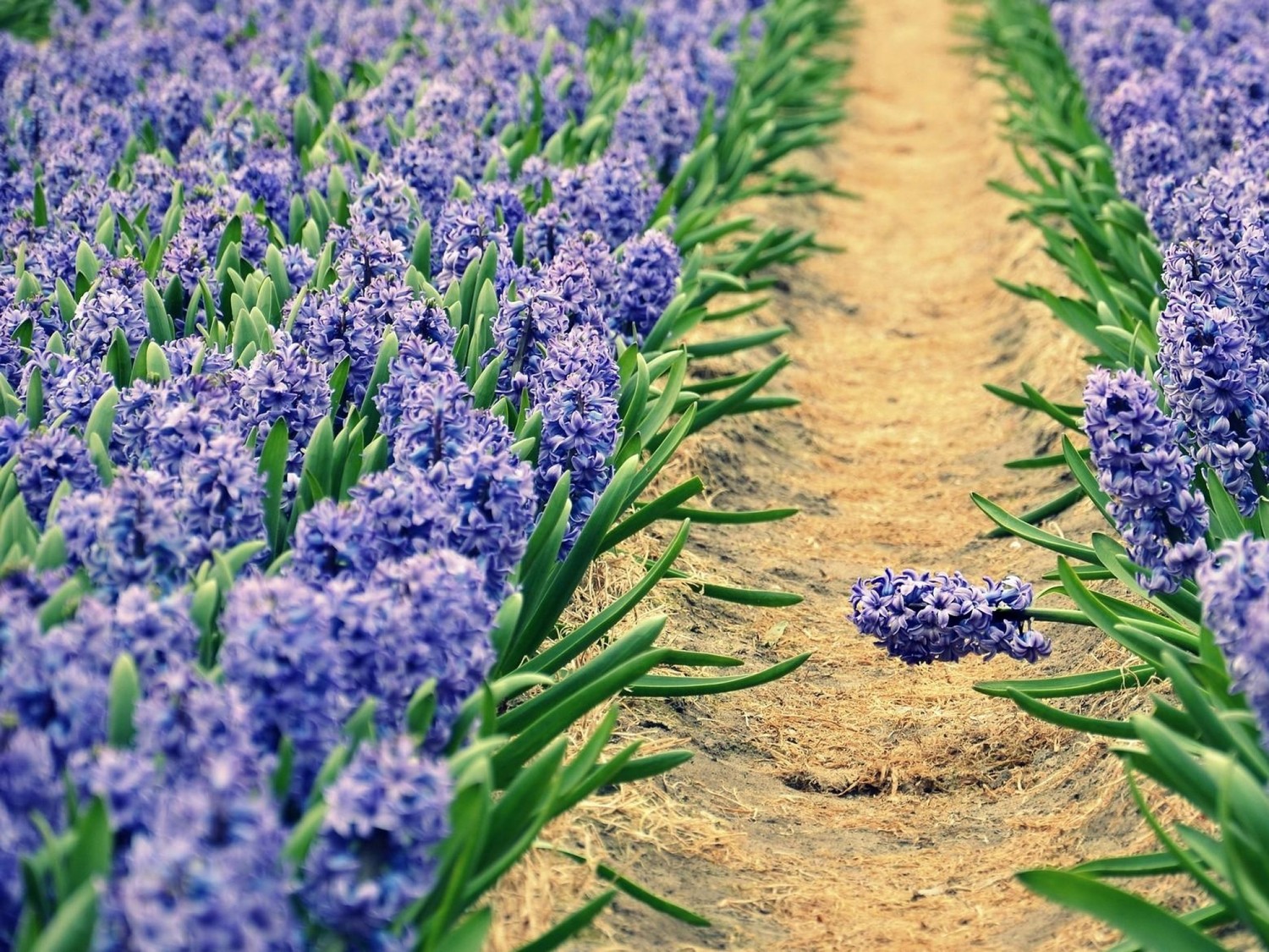 Hermoso fondo de pantalla de campo de Jacintos Lavanda