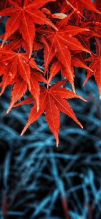 Fondo Vibrante de Hoja de Otoño para Amantes de la Naturaleza