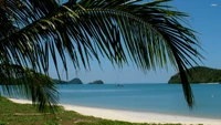 Beautiful Tropical Beach with Palm Trees and Clear Water