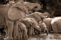 Magnifique Fond d'Écran Noir et Blanc d'Éléphants