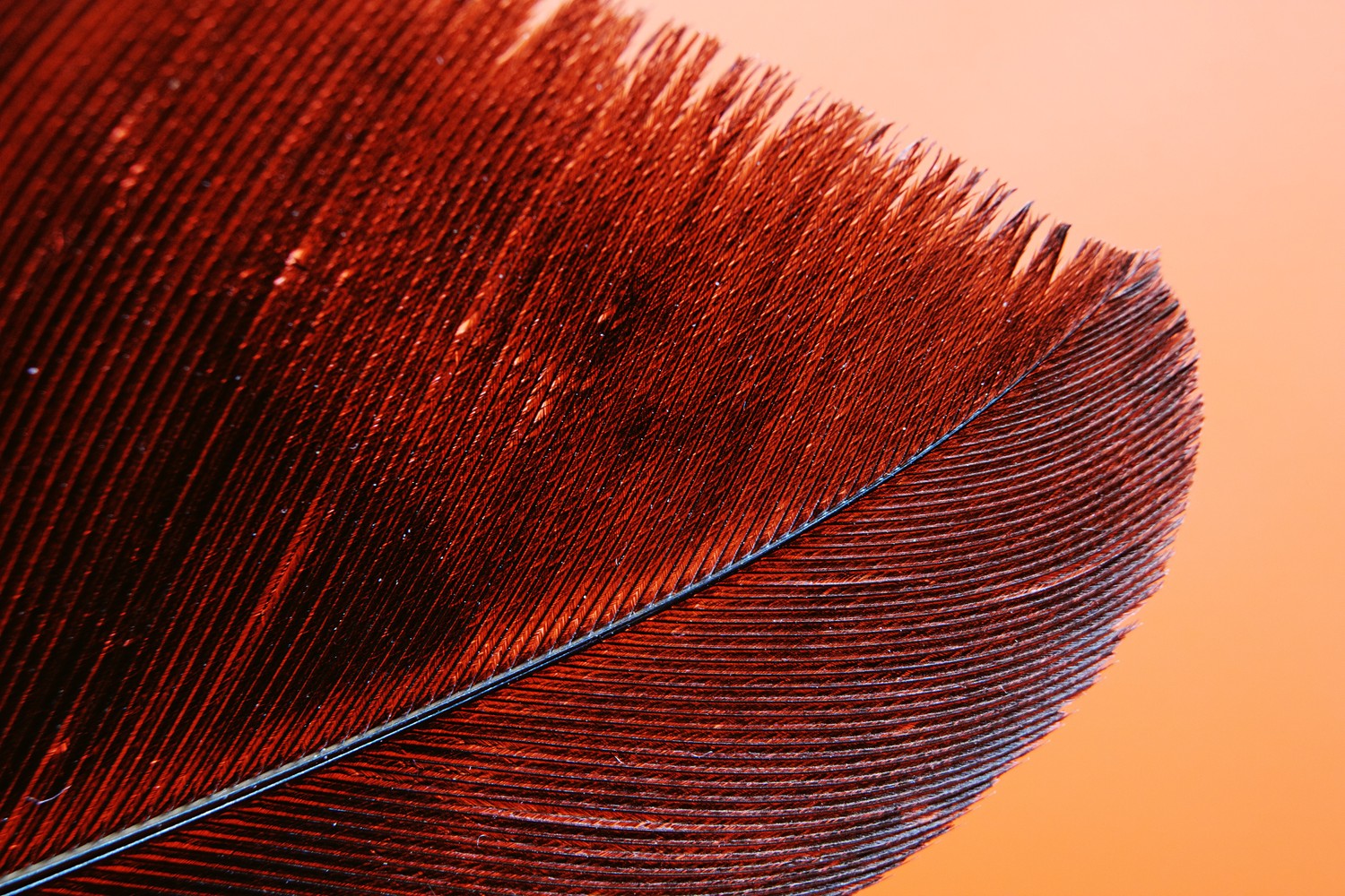 Explore Our Beautiful Red Feather Wallpaper in 4K and 5K