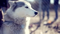 Impresionante fondo de pantalla de Husky Siberiano