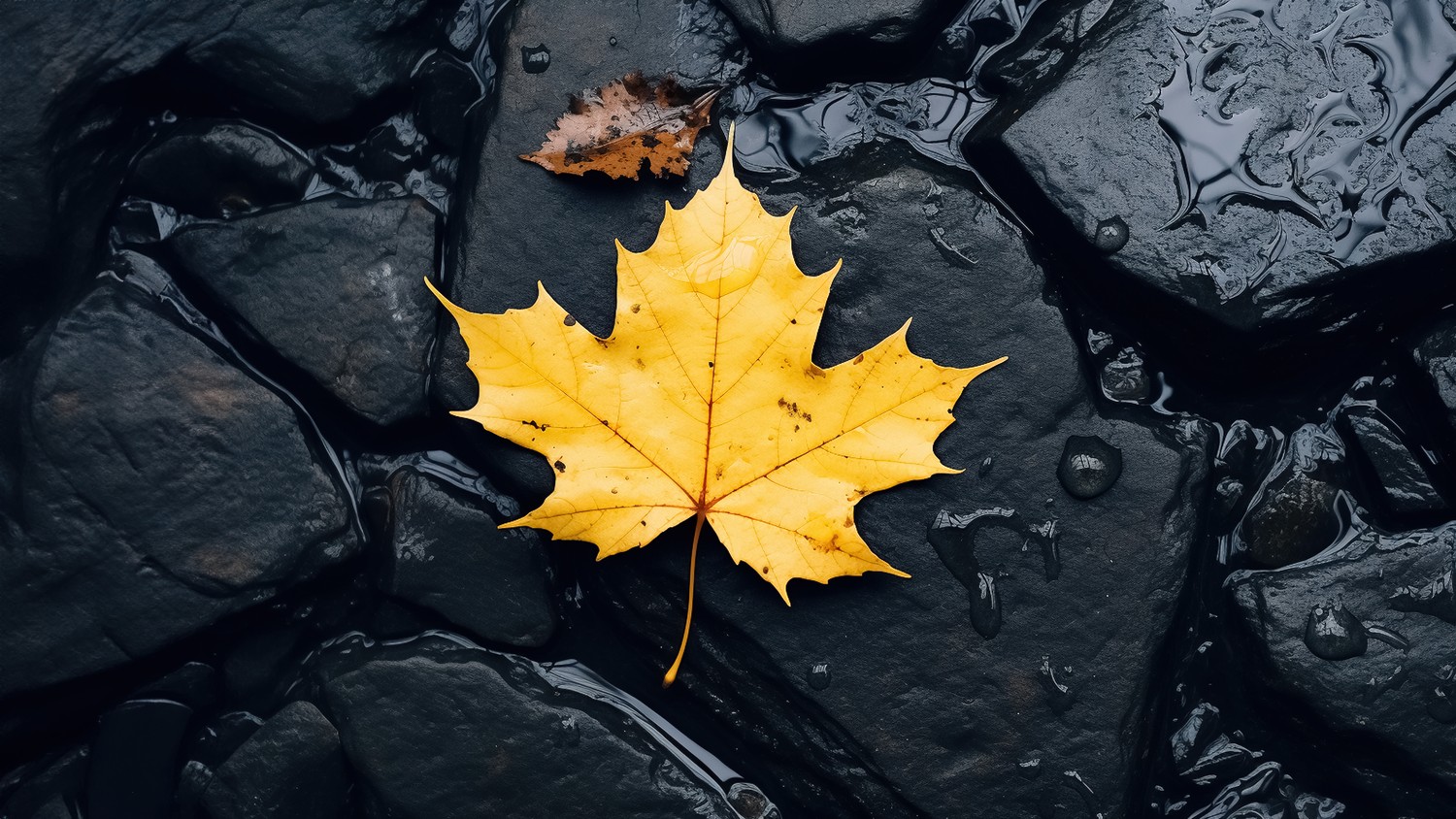 Explore Our 5K Maple Leaf Wallpaper Against Black Rocks