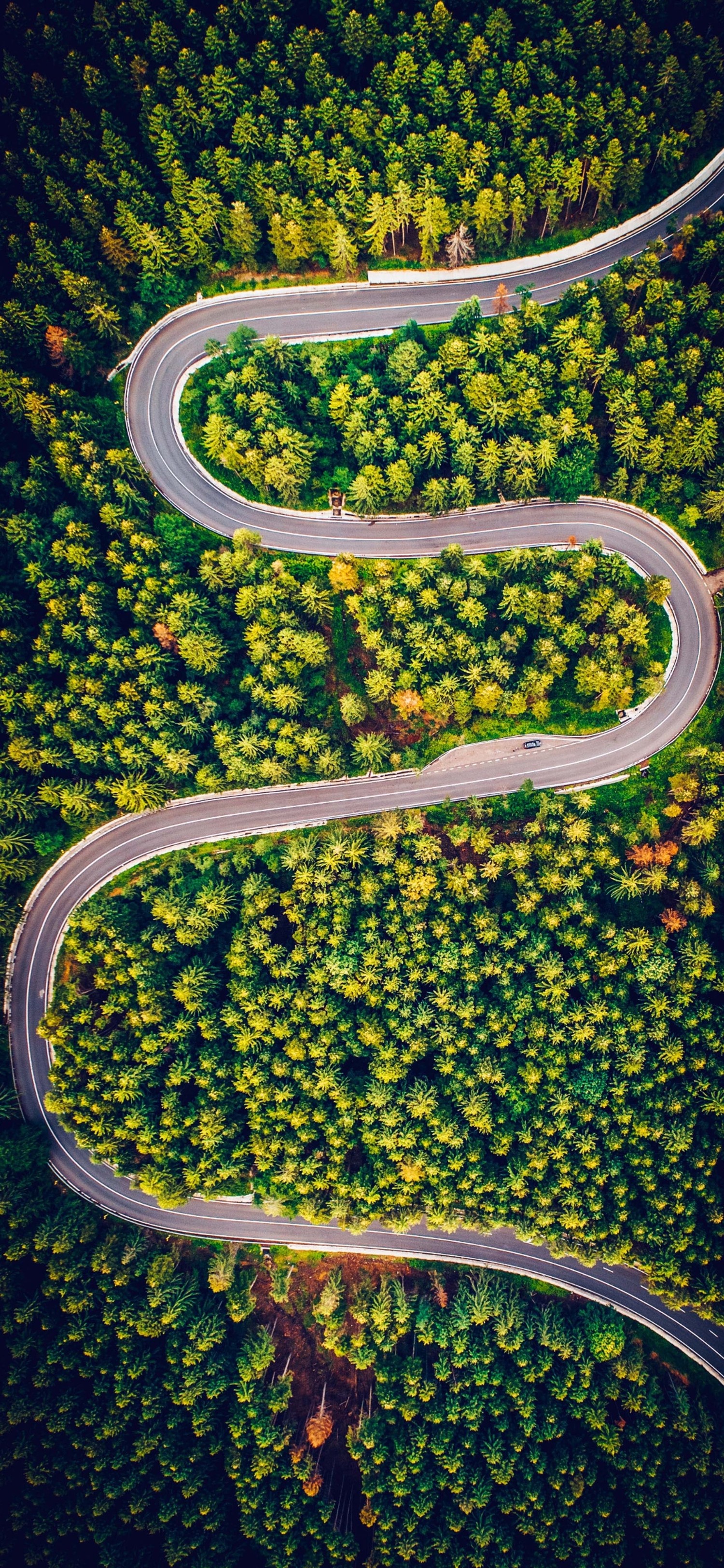 Aerial View of a Beautiful Winding Road in a Dense Forest