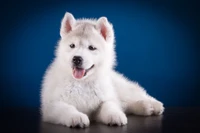 Cute Siberian Husky Puppy Wallpaper