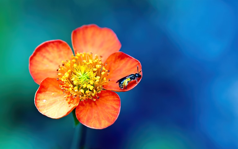 Breathtaking Macro Shot: Bee Pollinating an Orange Flower