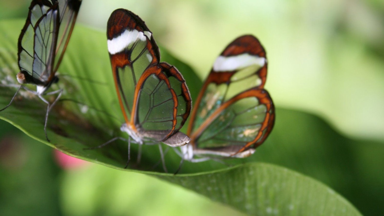 Fond d'Écran Vibrant de Papillon pour Votre Écran