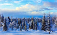 Breathtaking Snowy Wilderness Wallpaper