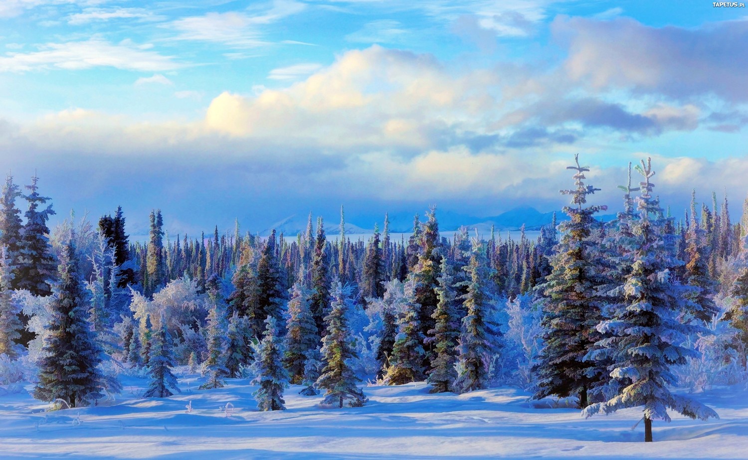 Breathtaking Snowy Wilderness Wallpaper