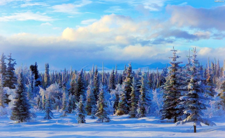 Breathtaking Snowy Wilderness Wallpaper