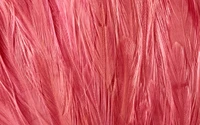 Vibrant Pink Feather Wallpaper for Your Desktop