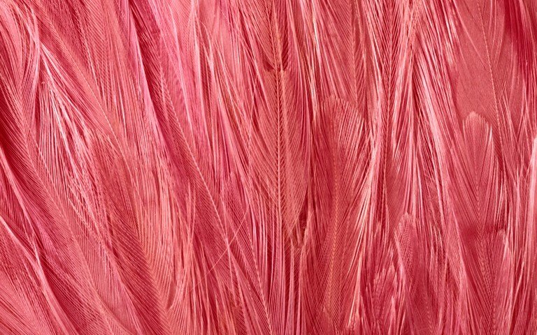 Vibrant Pink Feather Wallpaper for Your Desktop