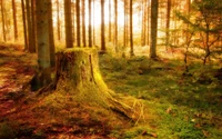 Découvrez la Beauté des Forêts Anciennes