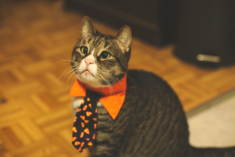 Adorable Tabby Cat in a Tie - Perfect Wallpaper for Cat Lovers