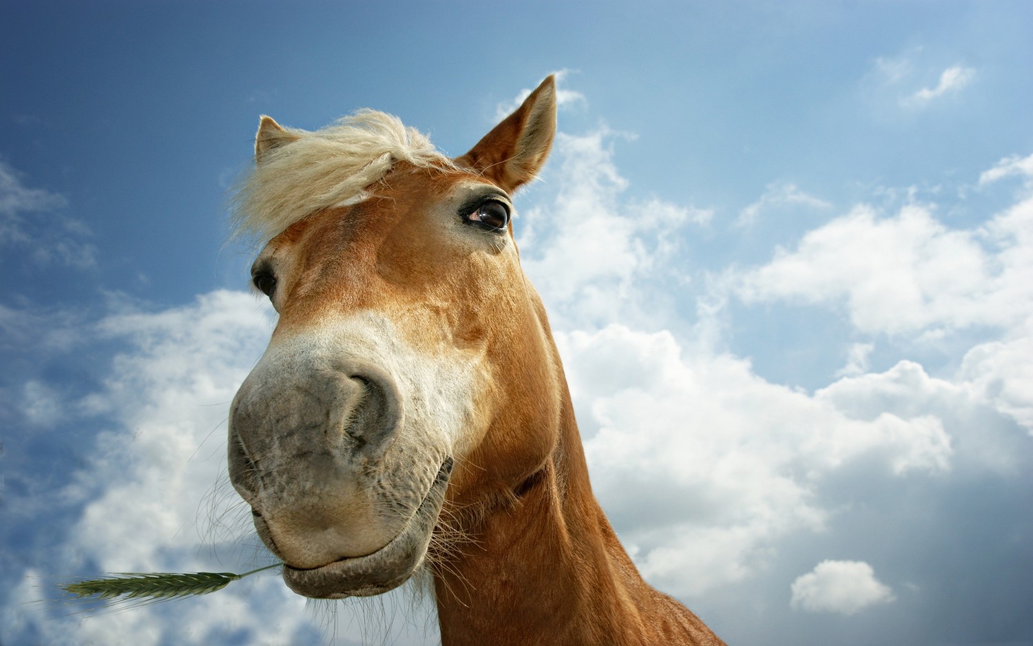 Download Our Gorgeous Palomino Stallion Wallpaper