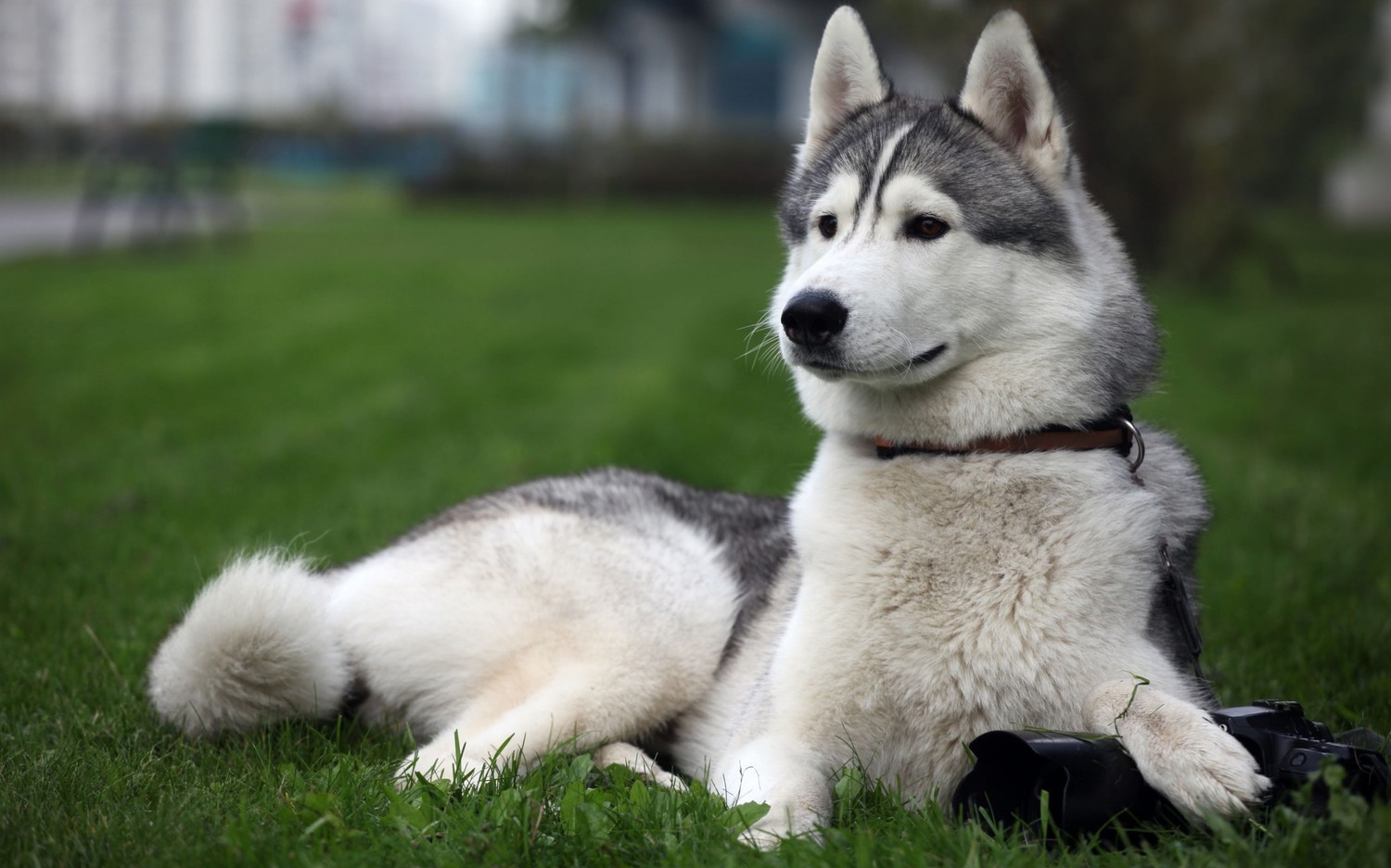 Téléchargez un Superbe Fond d'Écran de Husky Sibérien