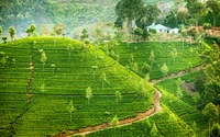 Explora la belleza de las plantaciones de té en las tierras altas