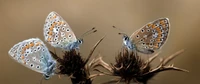 Explora Nuestro Impresionante Fondo de Pantalla de Mariposas Lycaenid