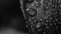 Explora Nuestra Fotografía Macro en Blanco y Negro de Gotas de Rocío