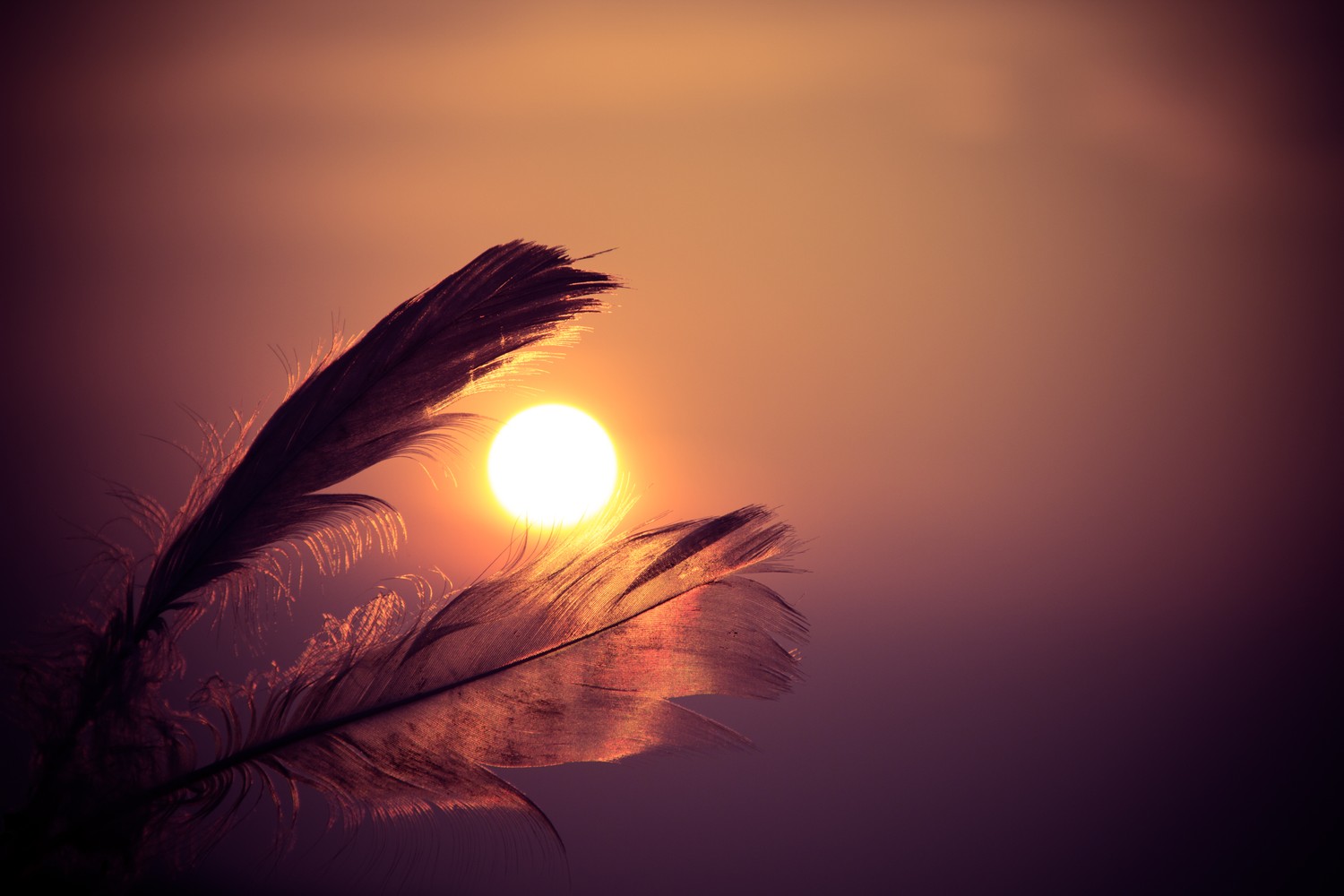 Stunning Sunset Wallpaper Featuring Sunlight and Feathers