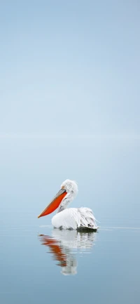 Fondo de Pantalla Impresionante de Pelícano para Amantes de la Naturaleza