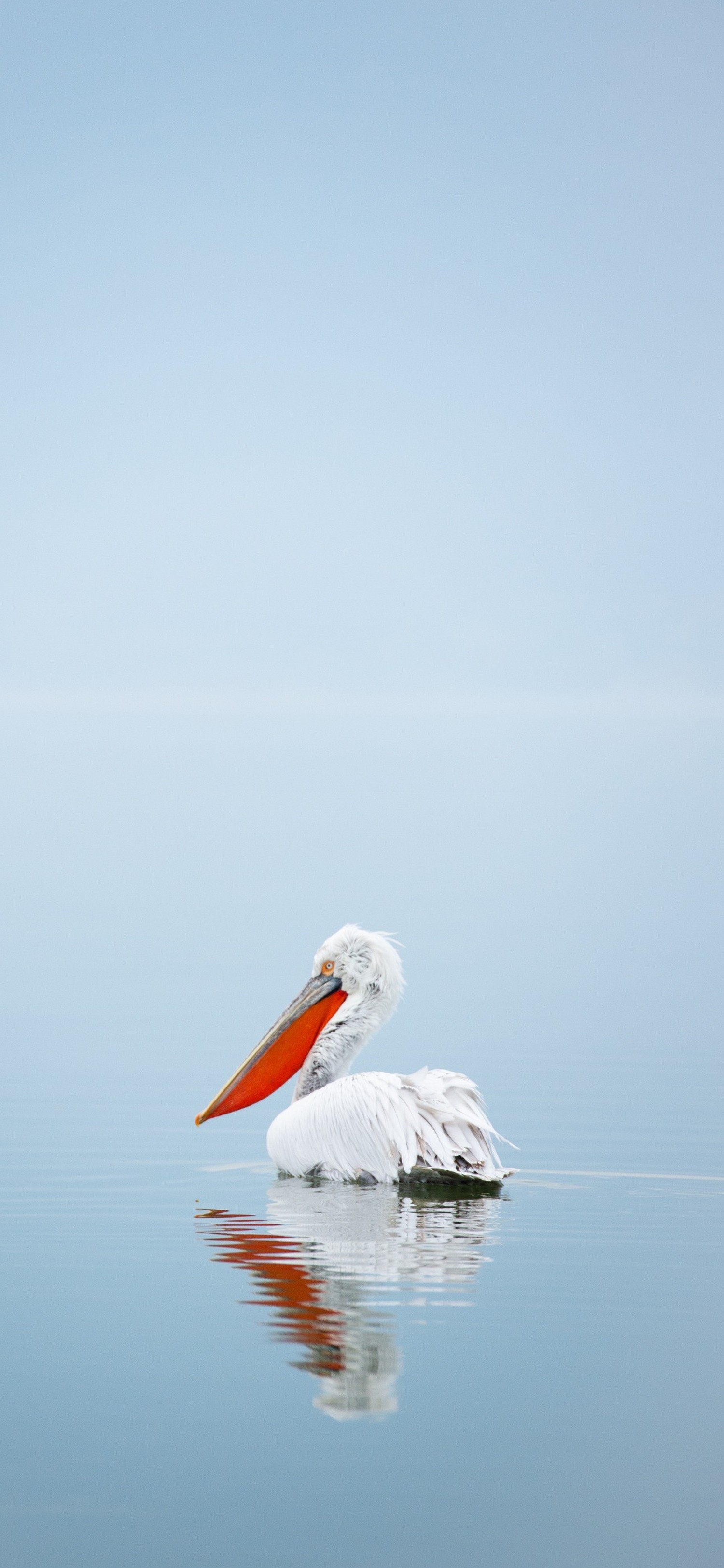 Stunning Pelican Wallpaper for Nature Lovers