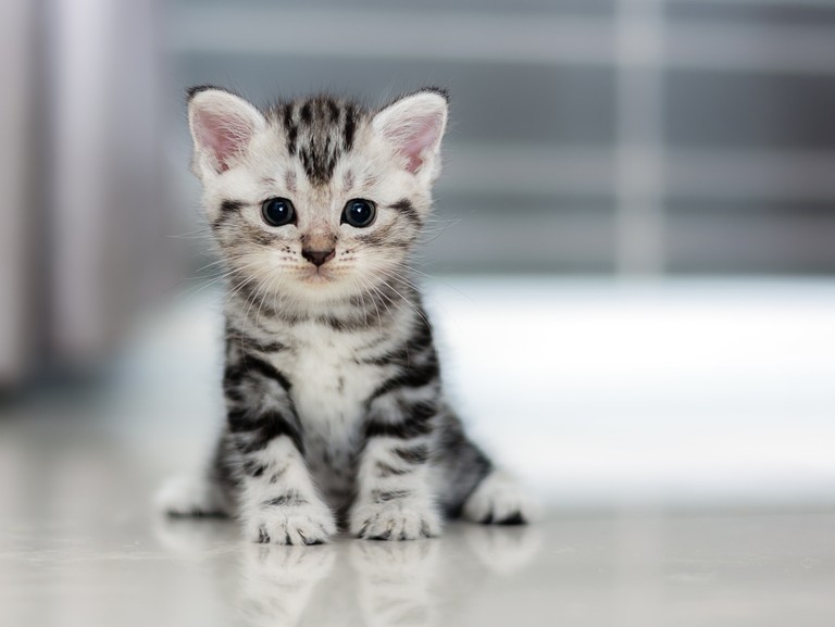 Charming American Shorthair Kitten Wallpaper for Cat Lovers