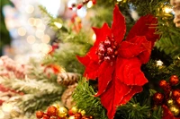 Download Our Beautiful Poinsettia Wallpaper for the Holiday Season