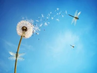 Beautiful 4K Dandelion Wallpaper Featuring Dragonflies