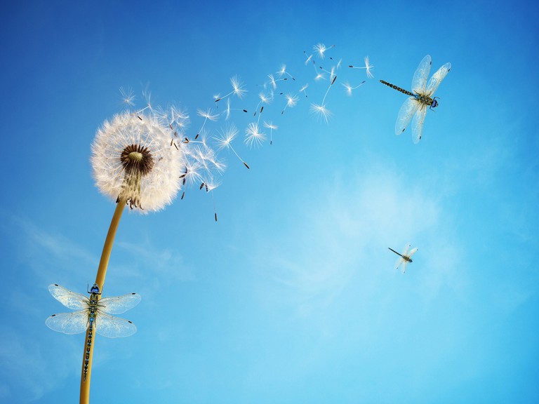 Beautiful 4K Dandelion Wallpaper Featuring Dragonflies